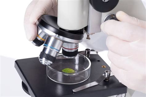 A Beginner’s Guide to Different Types of Microscopes.